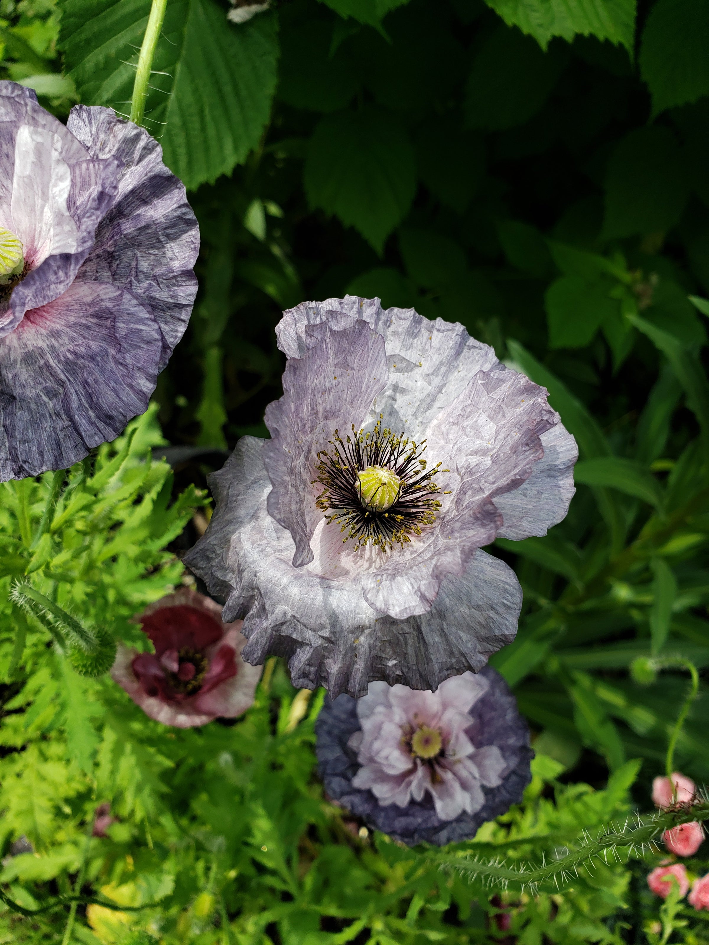 Poppy (Papaver rhoeas)-Amazing Grey - 30 seeds | Hana Earth Gardens