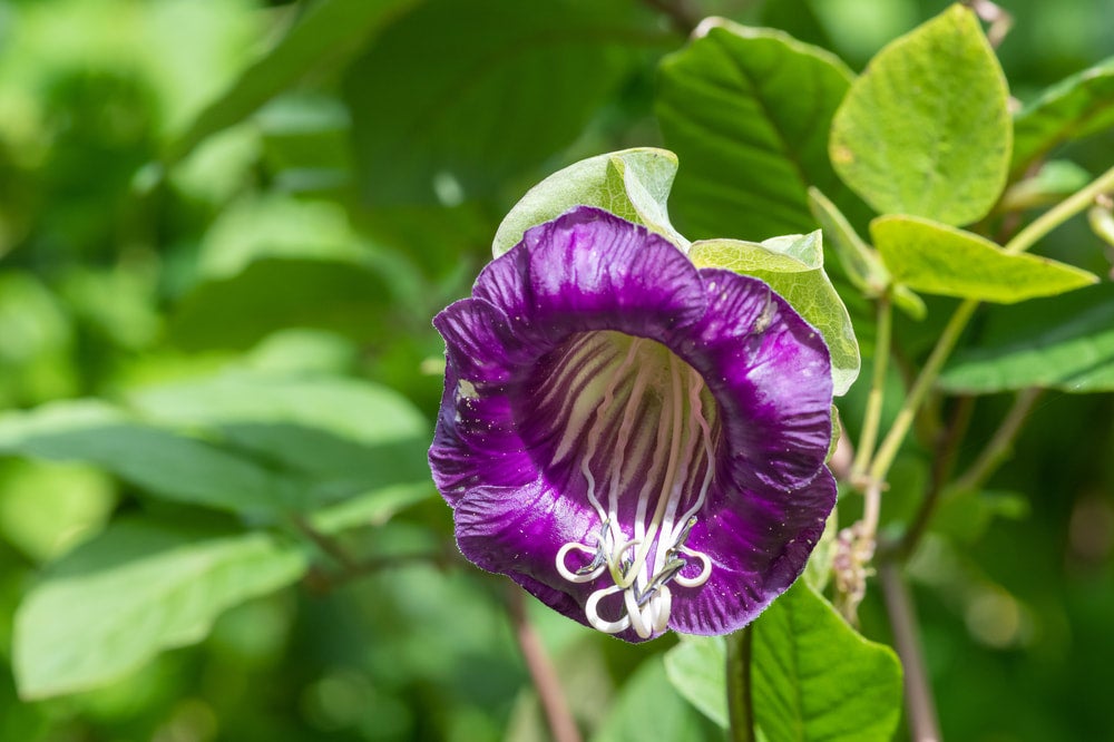 Climbing plants-Cup & Saucer Vine (Cobaea scandens) - 5 seeds