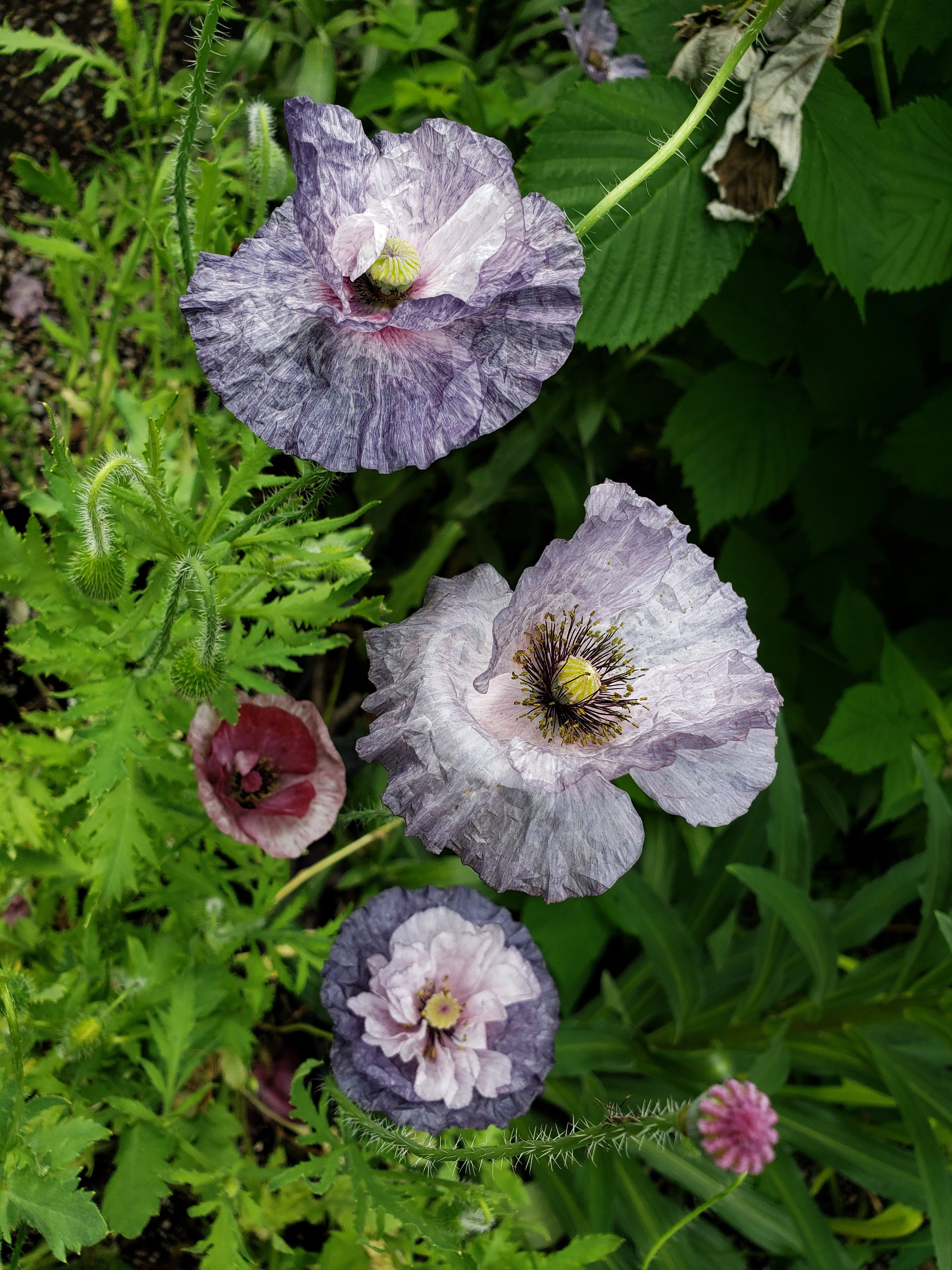 Poppy (Papaver rhoeas)-Amazing Grey - 30 seeds | Hana Earth Gardens