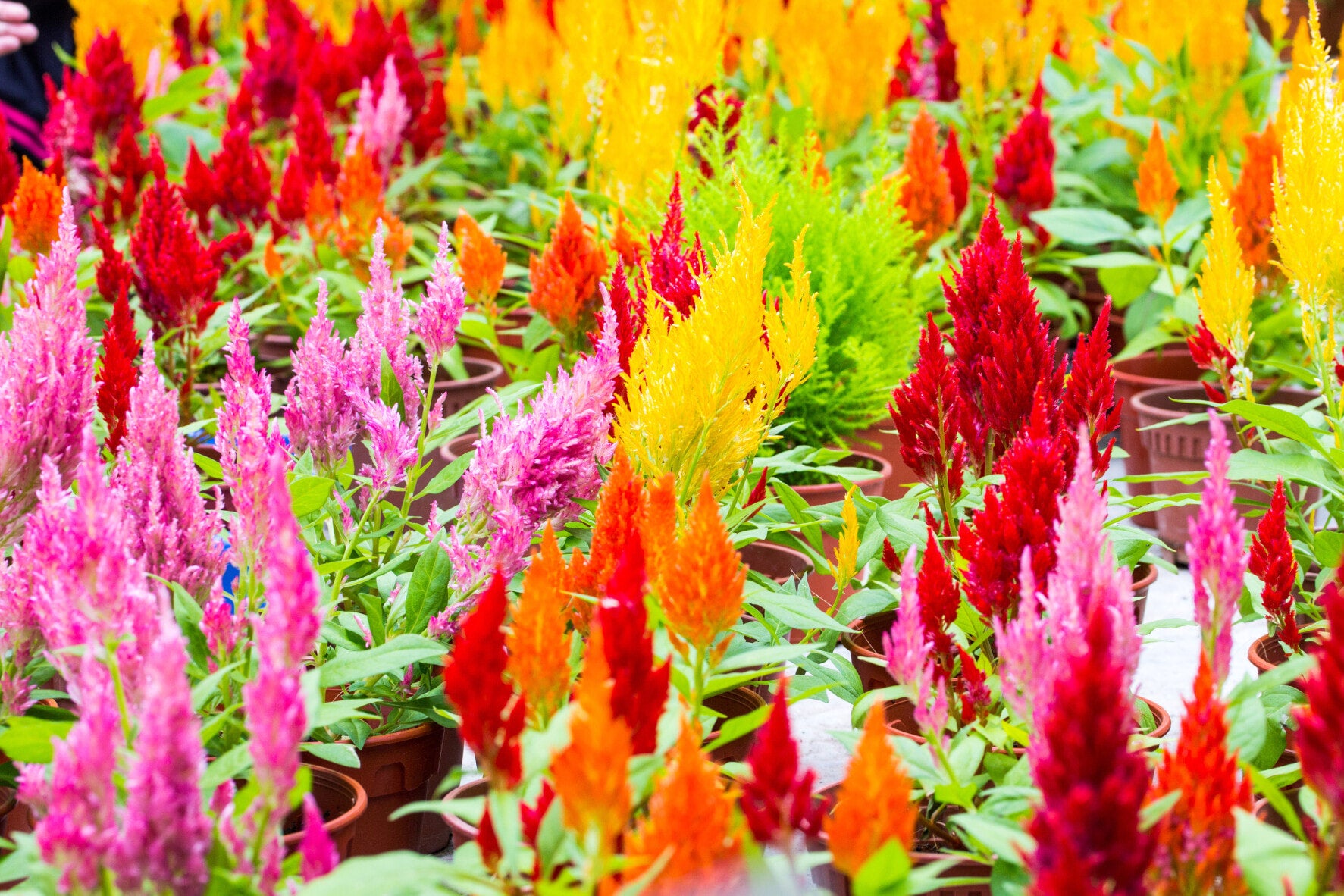 4 3 3 3 5 0 4 3 3 3 5 0