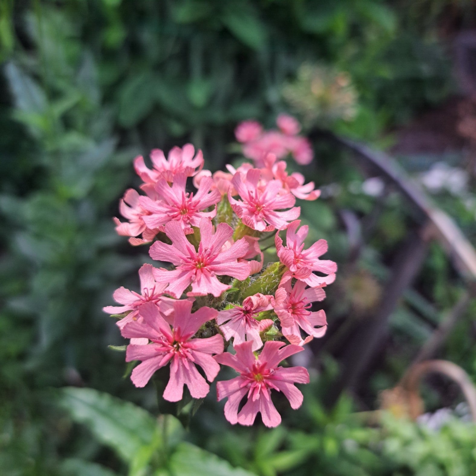 Sales | Hana Earth Gardens