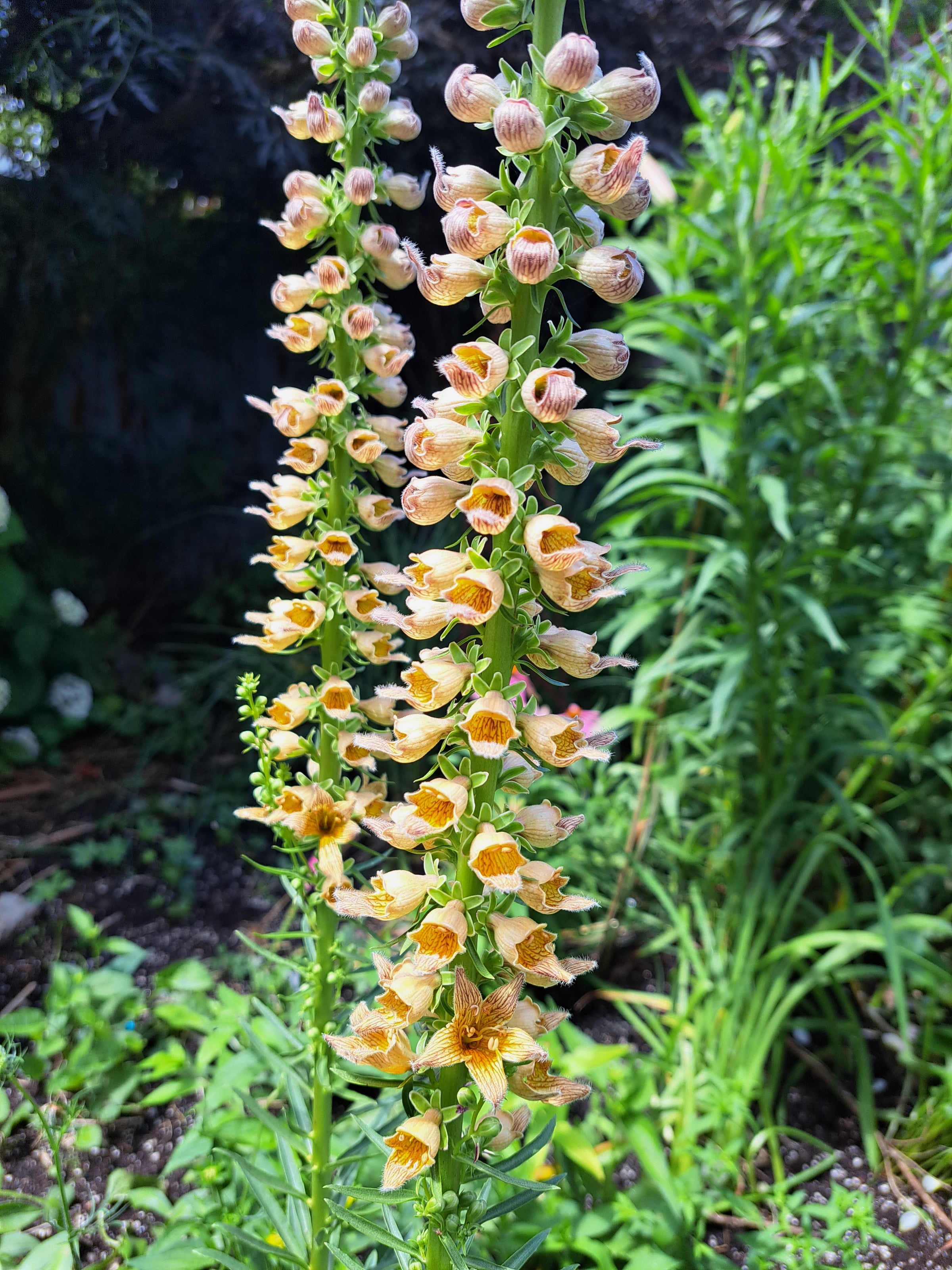 Sales | Hana Earth Gardens