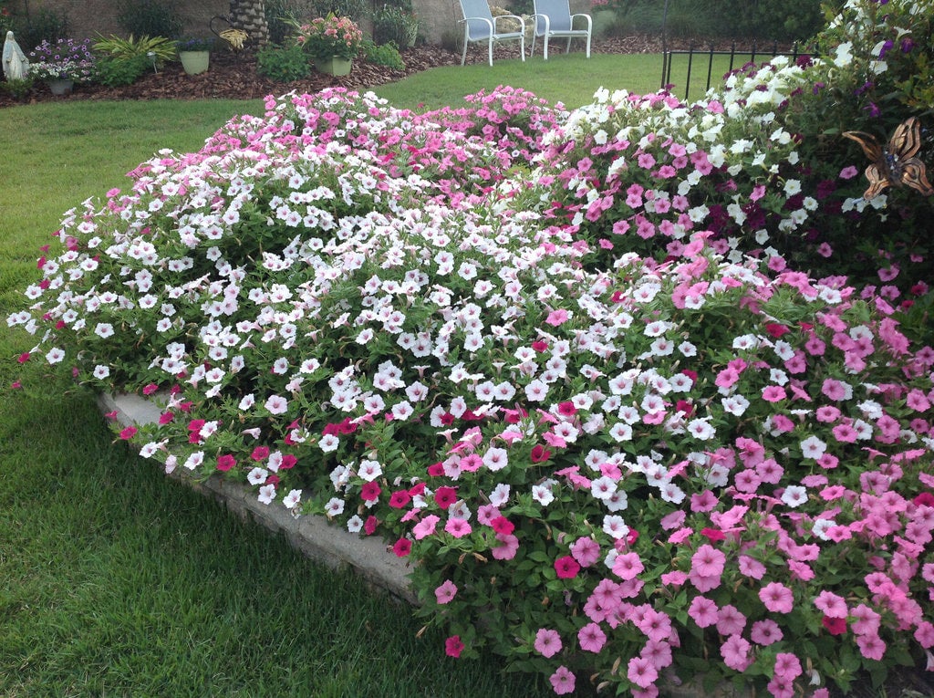 Climbing plants-Petunia multiflora (Old Fashioned Vining Petunia
