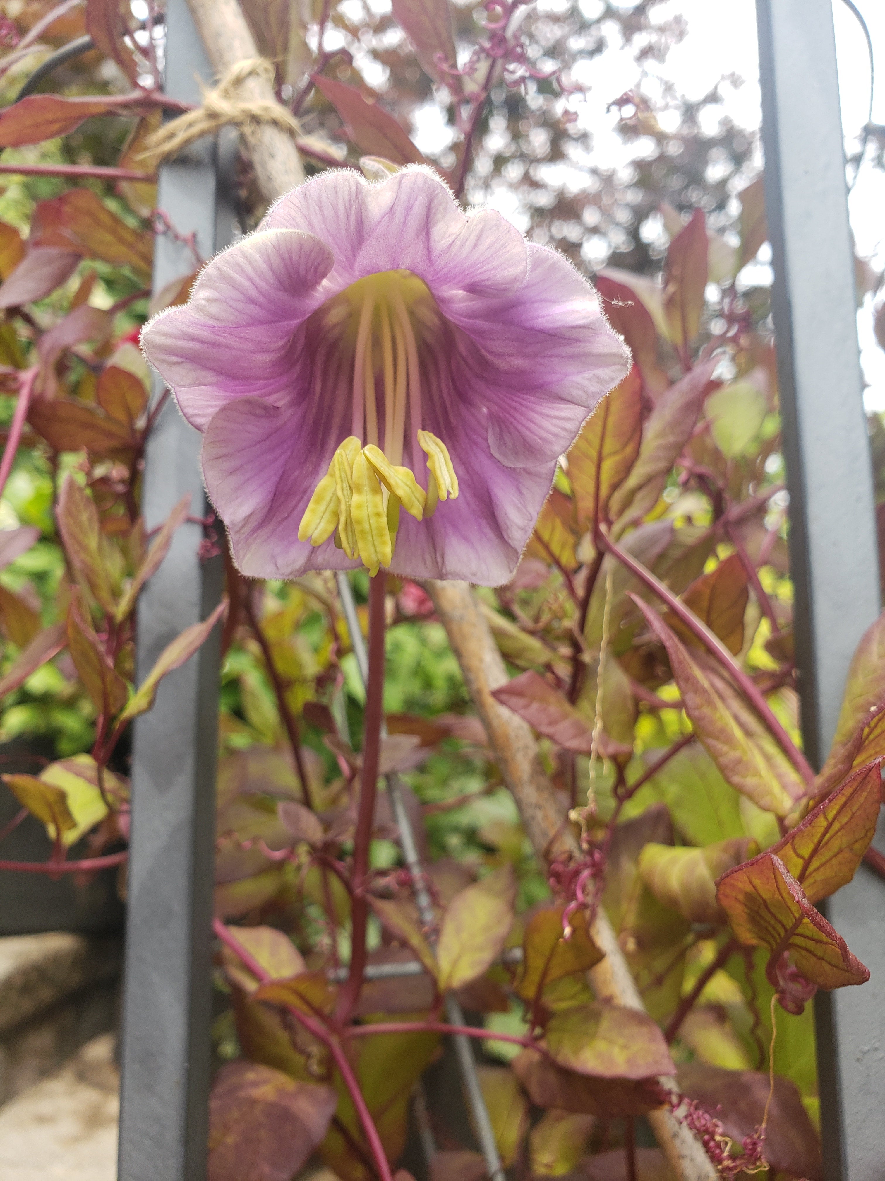 Climbing plants-Cup & Saucer Vine (Cobaea scandens) - 5 seeds