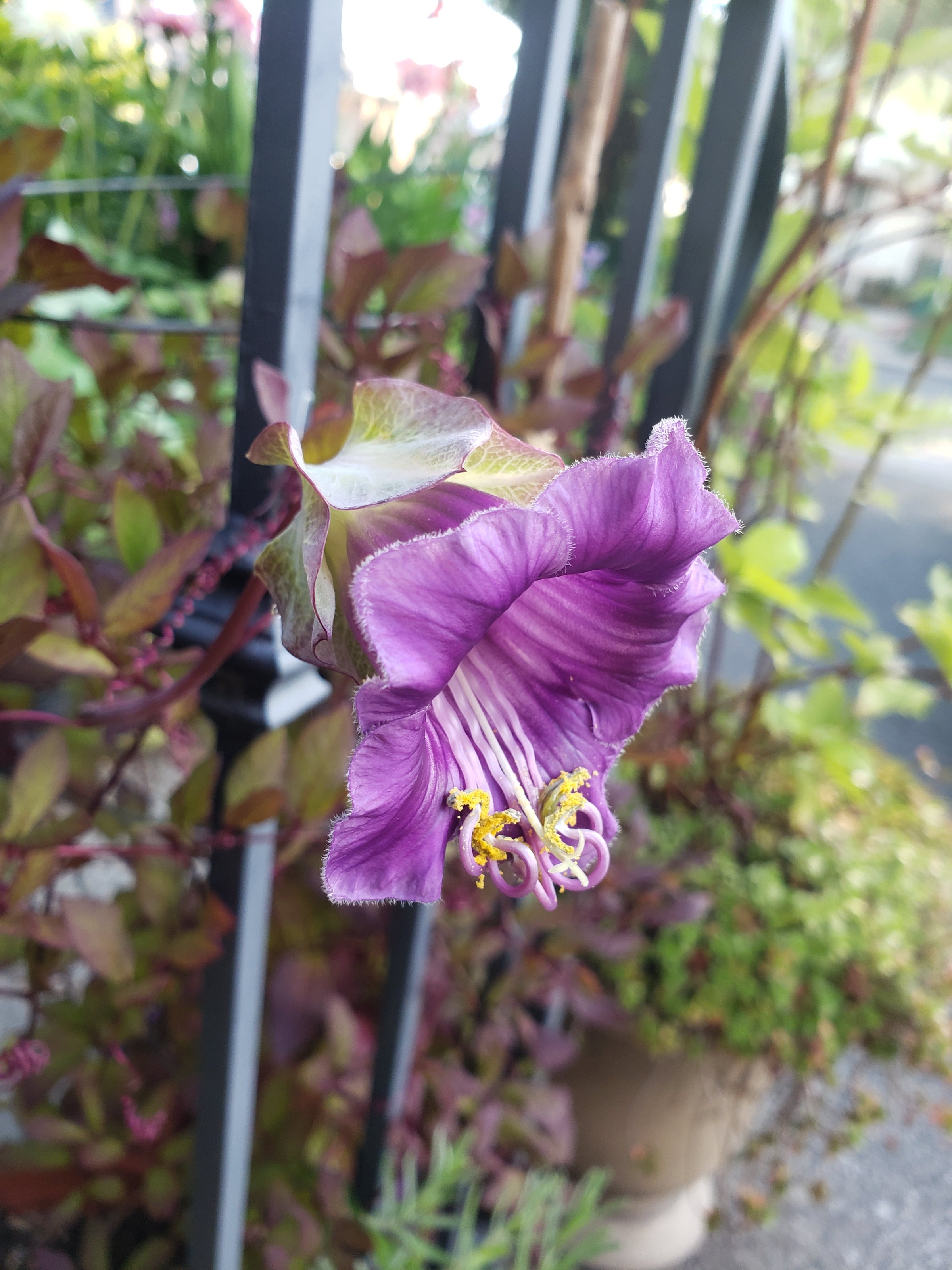 Climbing plants-Cup & Saucer Vine (Cobaea scandens) - 5 seeds