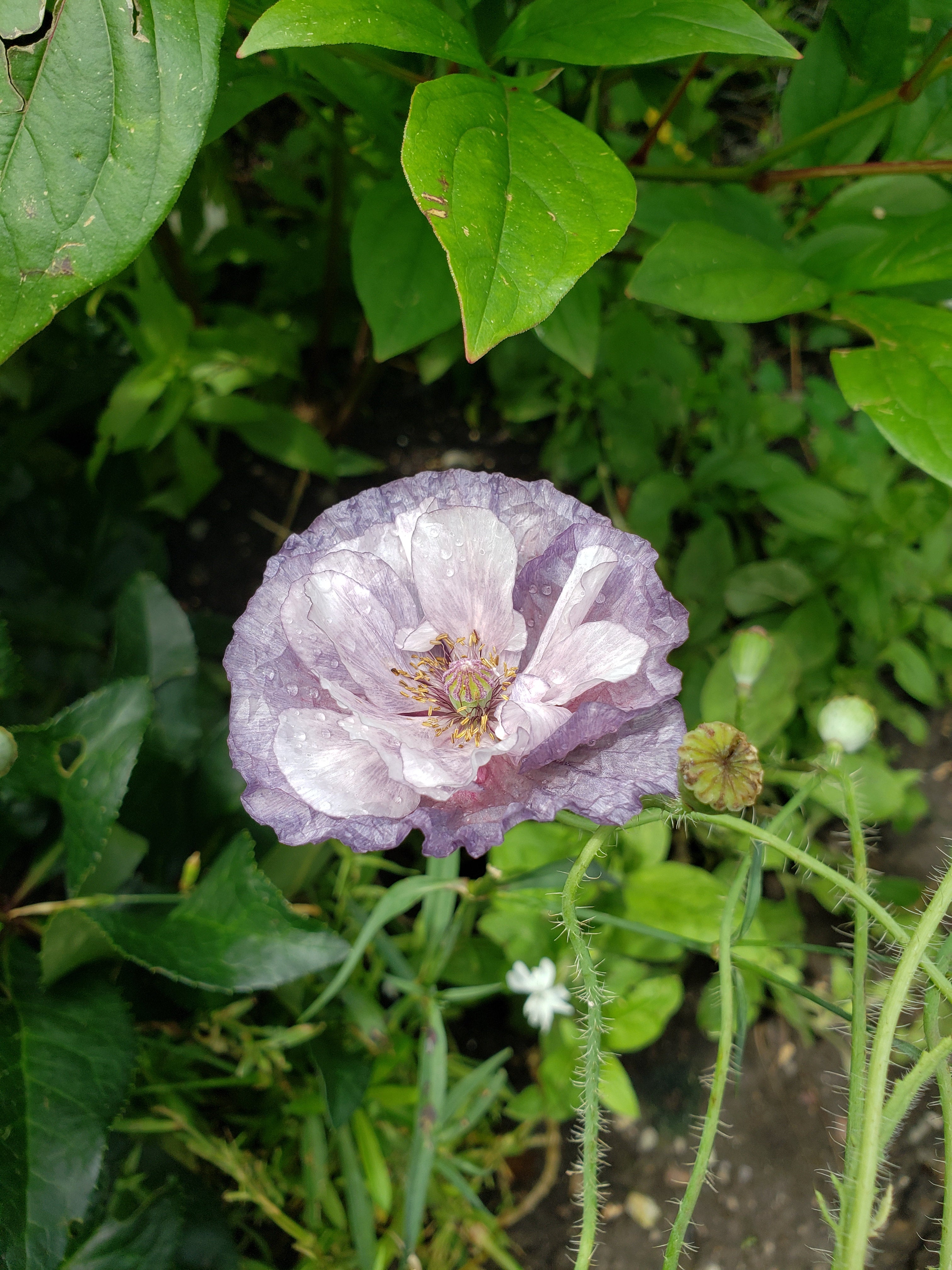 Poppy (Papaver rhoeas)-Amazing Grey - 30 seeds | Hana Earth Gardens