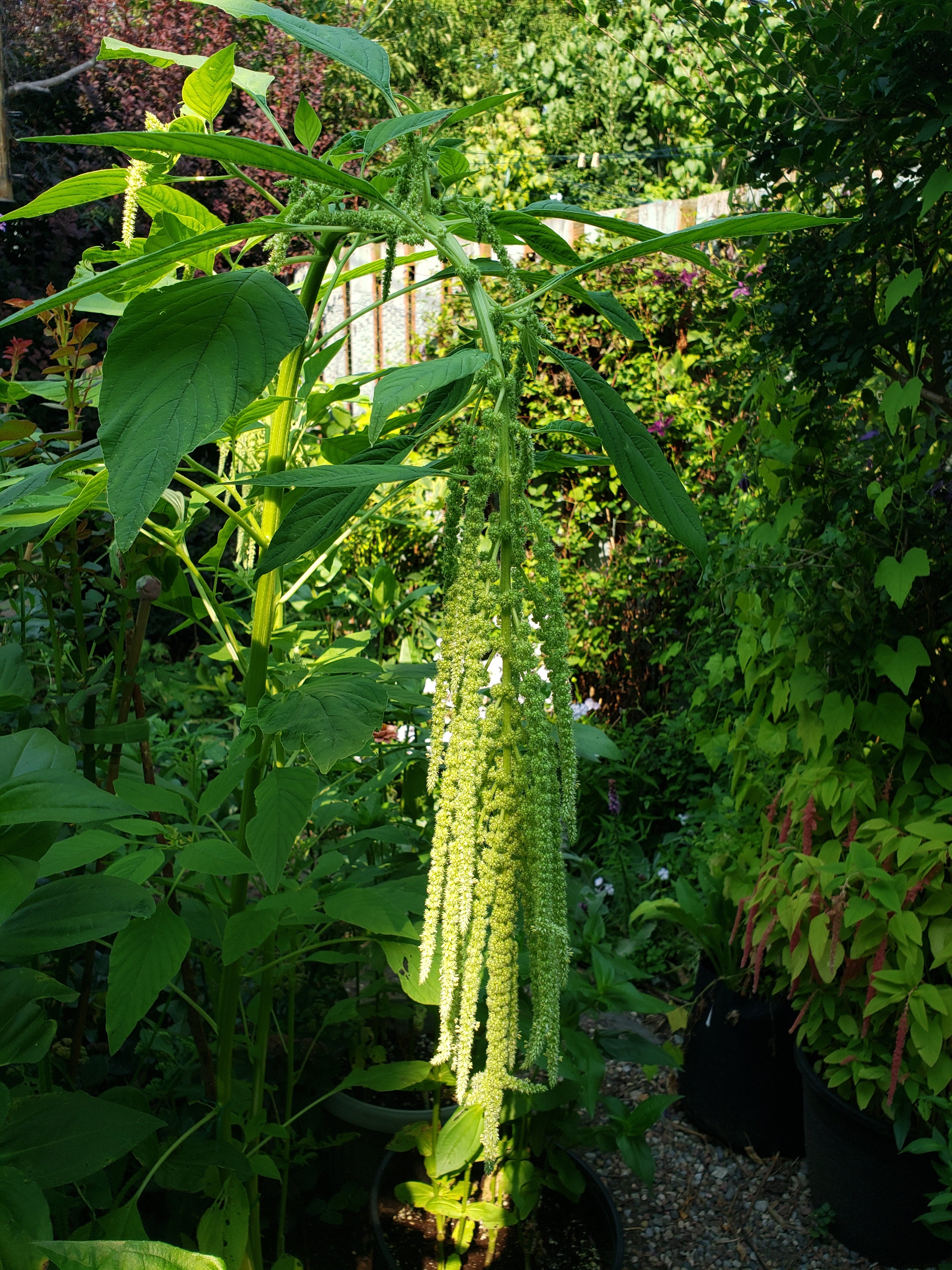 ＊蘭はむ＊ Amaranthus- Lime Green - 50 seeds | Hana Earth Gardens