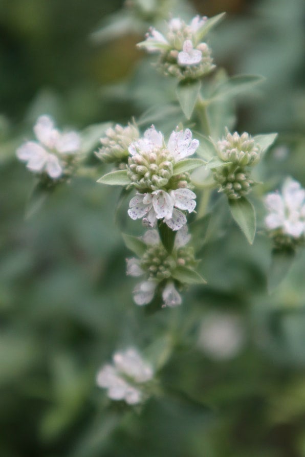 Beharry Mints Hairy Mountain Mint - 20 seeds | Hana Earth Gardens