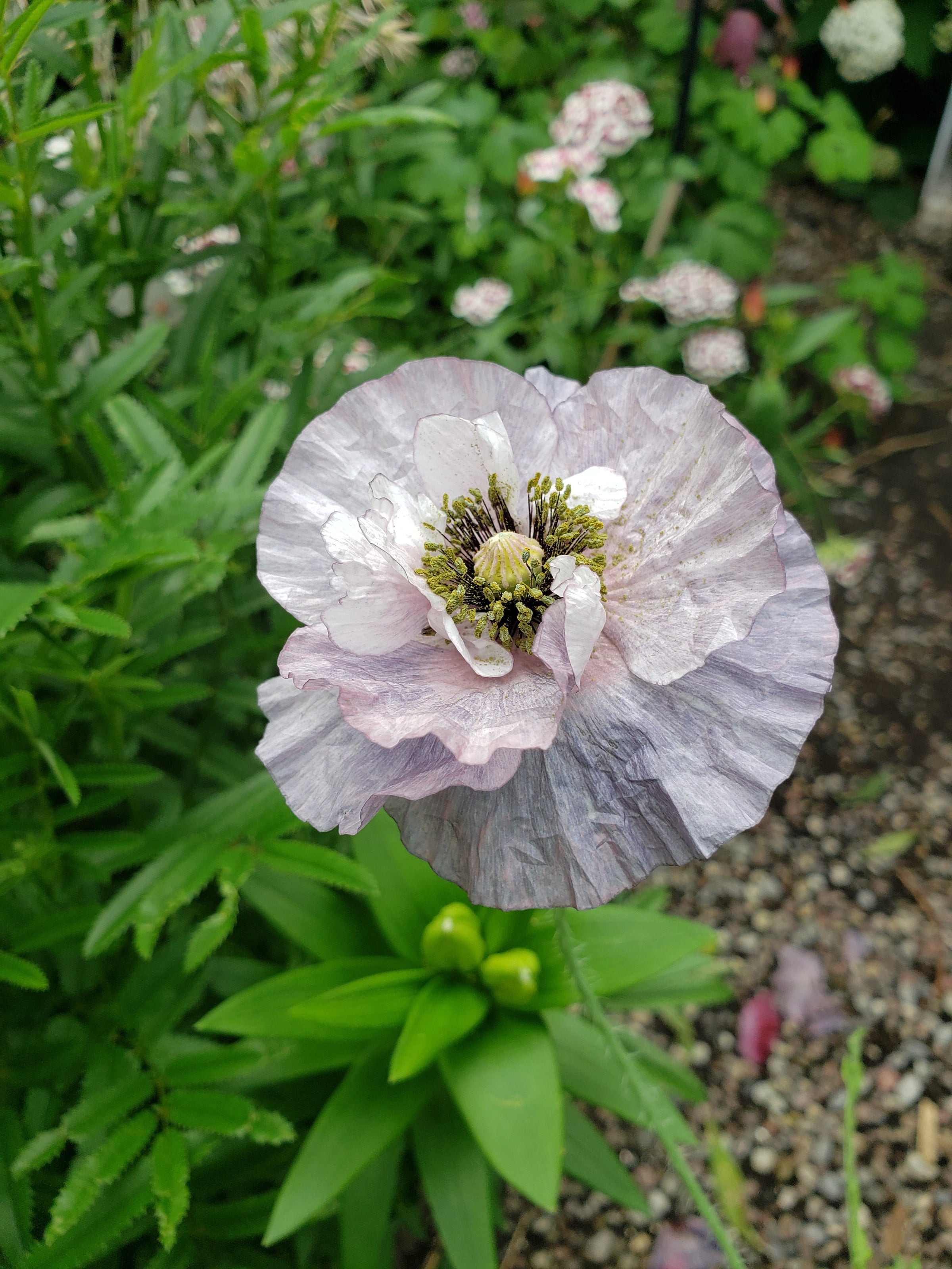Poppy (Papaver rhoeas)-Amazing Grey - 30 seeds | Hana Earth Gardens