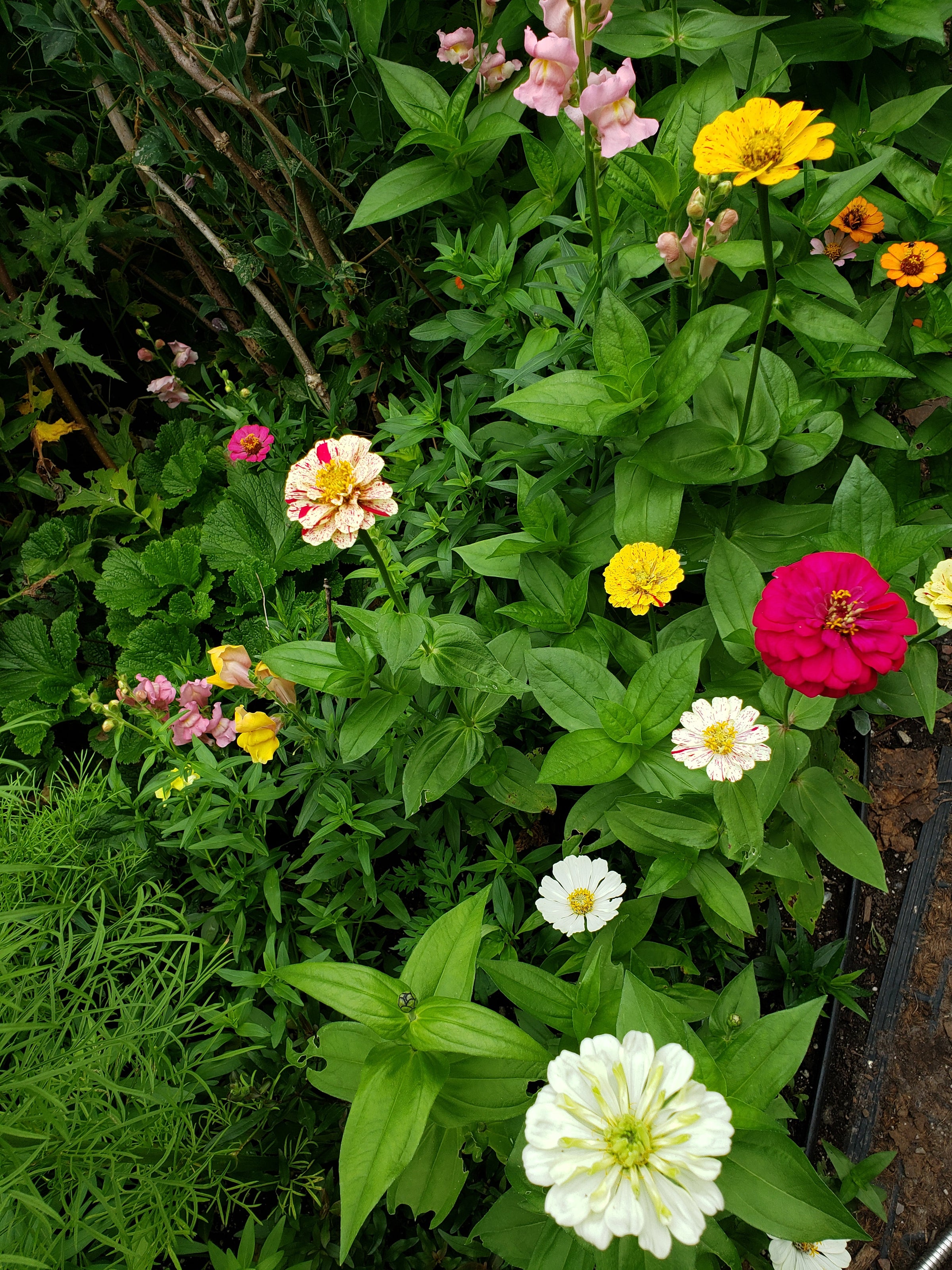 Sales | Hana Earth Gardens
