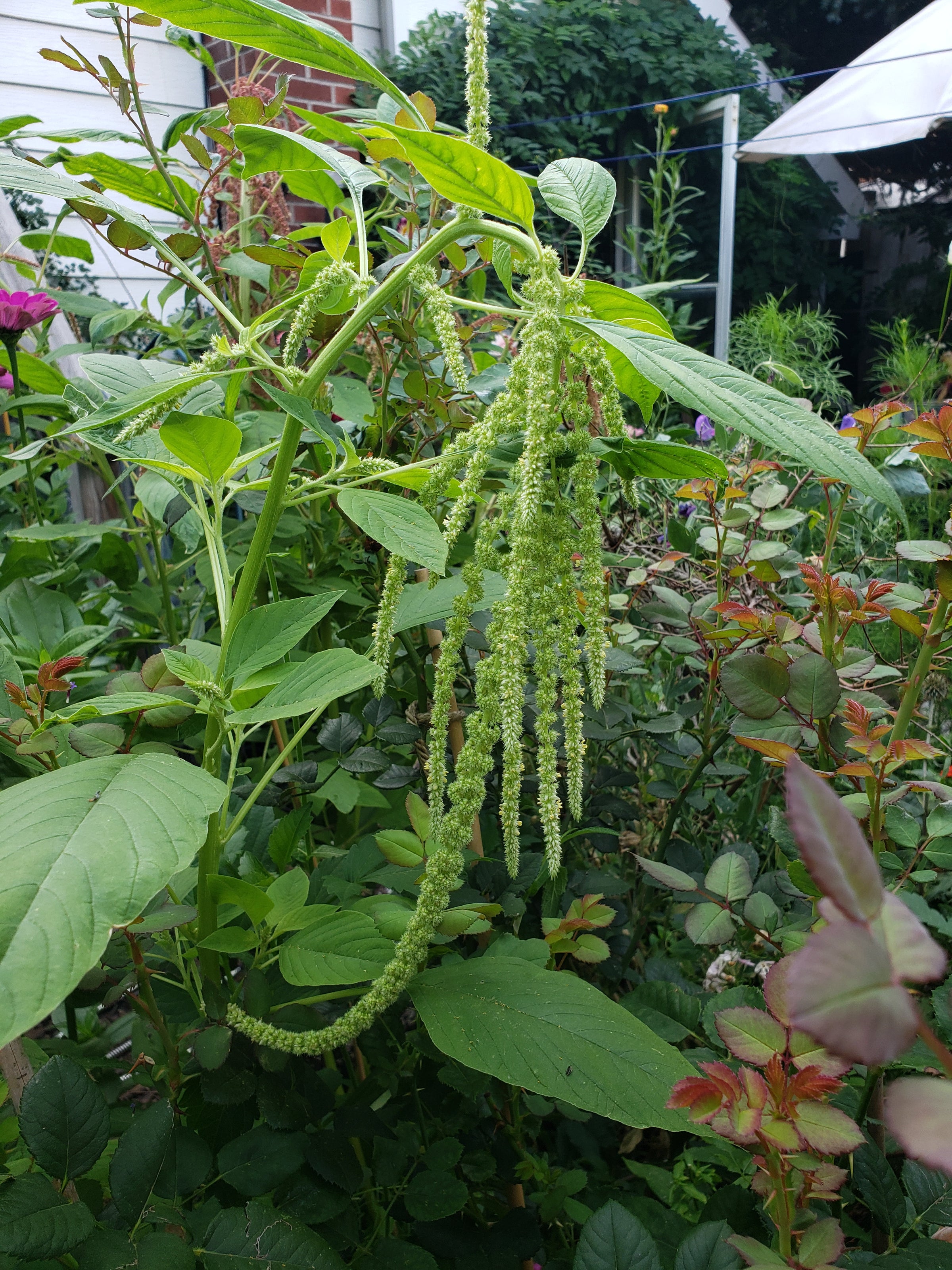 Amaranthus- Lime Green - 50 seeds | Hana Earth Gardens
