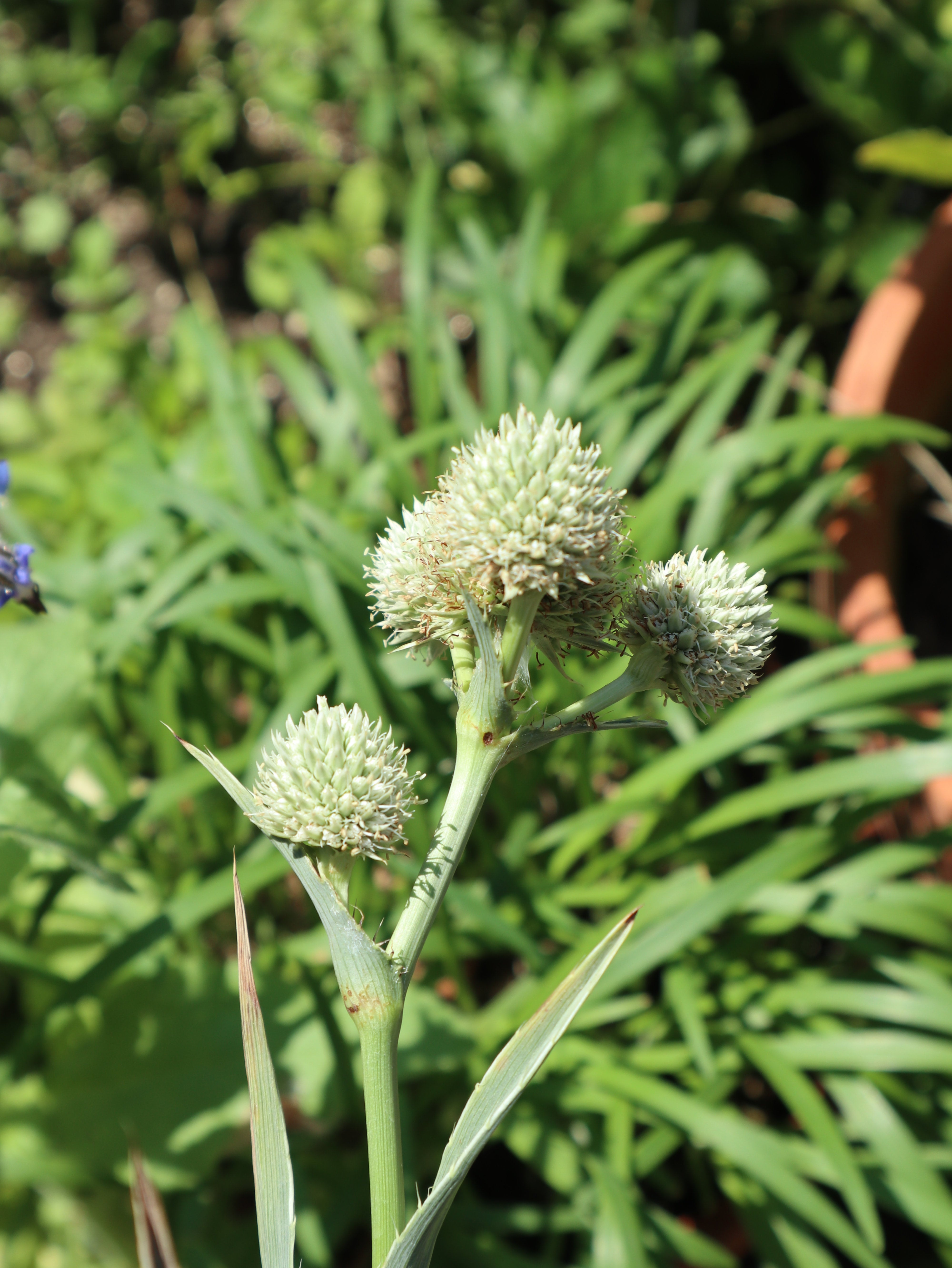 Rattlesnake Master (Eryngium yuccifolium) - 10 seeds | Hana Earth Gardens