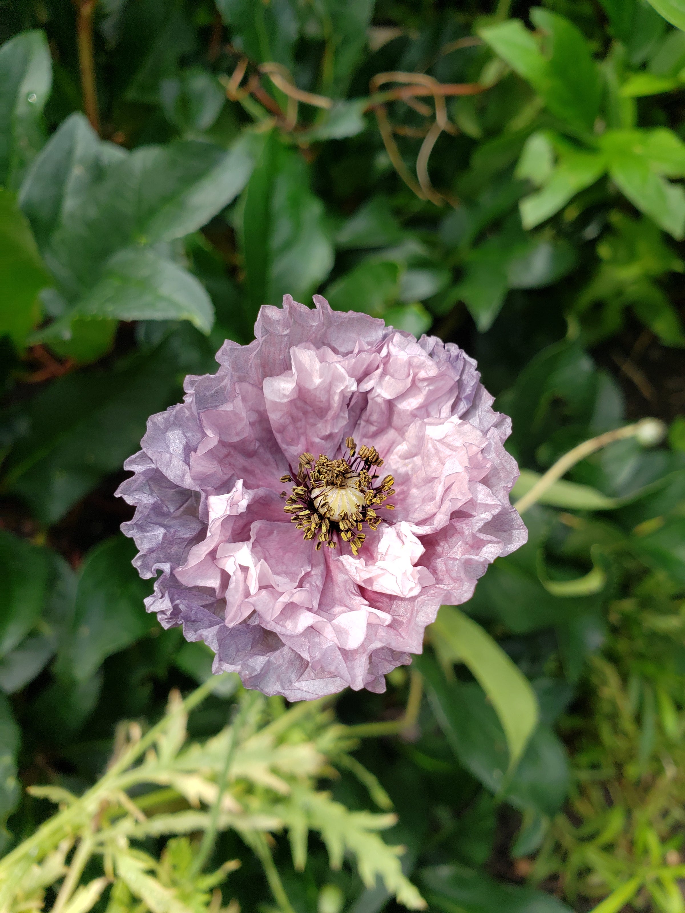Poppy (Papaver rhoeas)-Amazing Grey - 30 seeds | Hana Earth Gardens