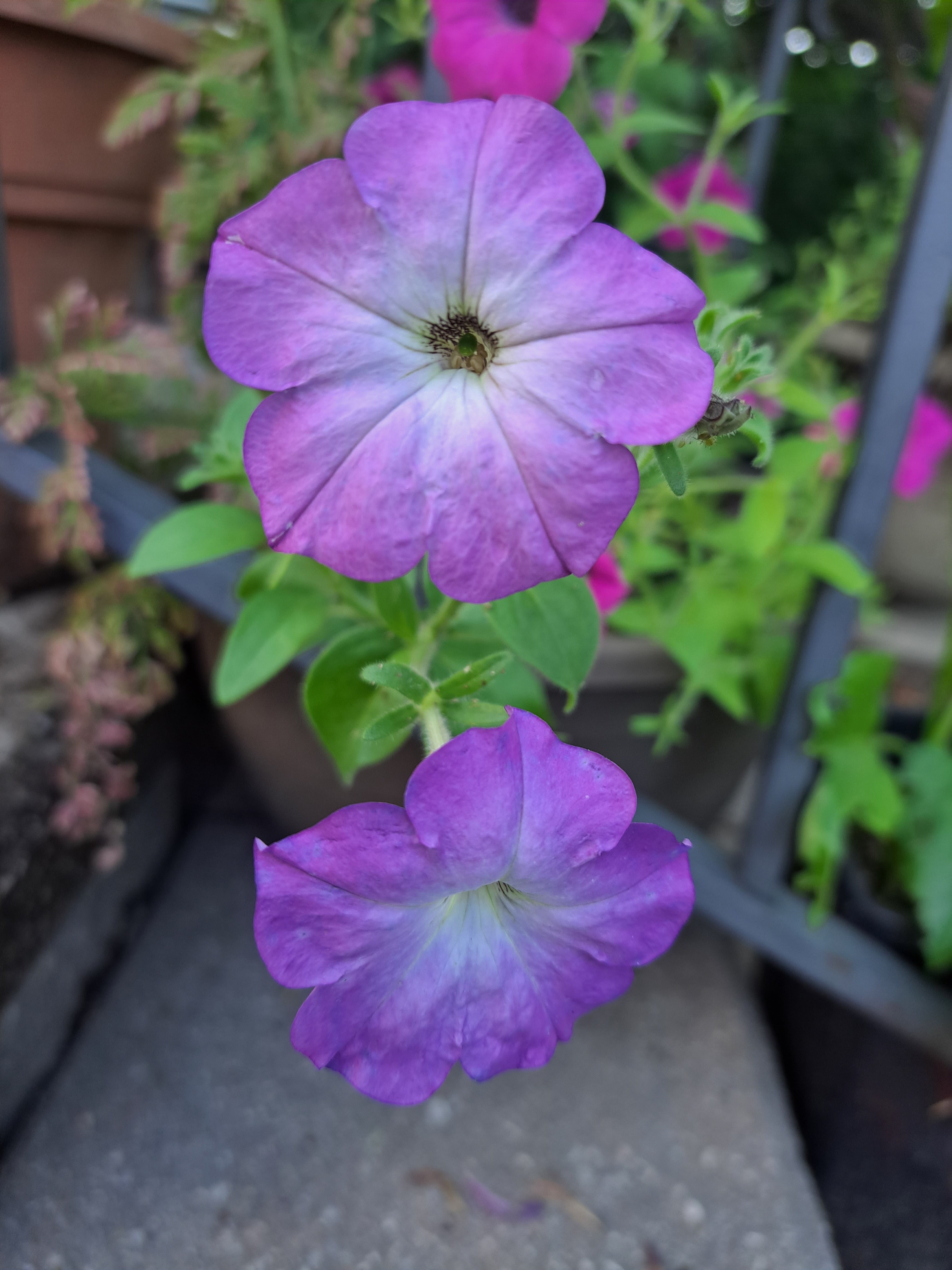 女性情報誌 ANGERME RINA FASHION TOOL Petunia Climbing plants-Petunia multiflora (Old Fashioned Vining Petunia