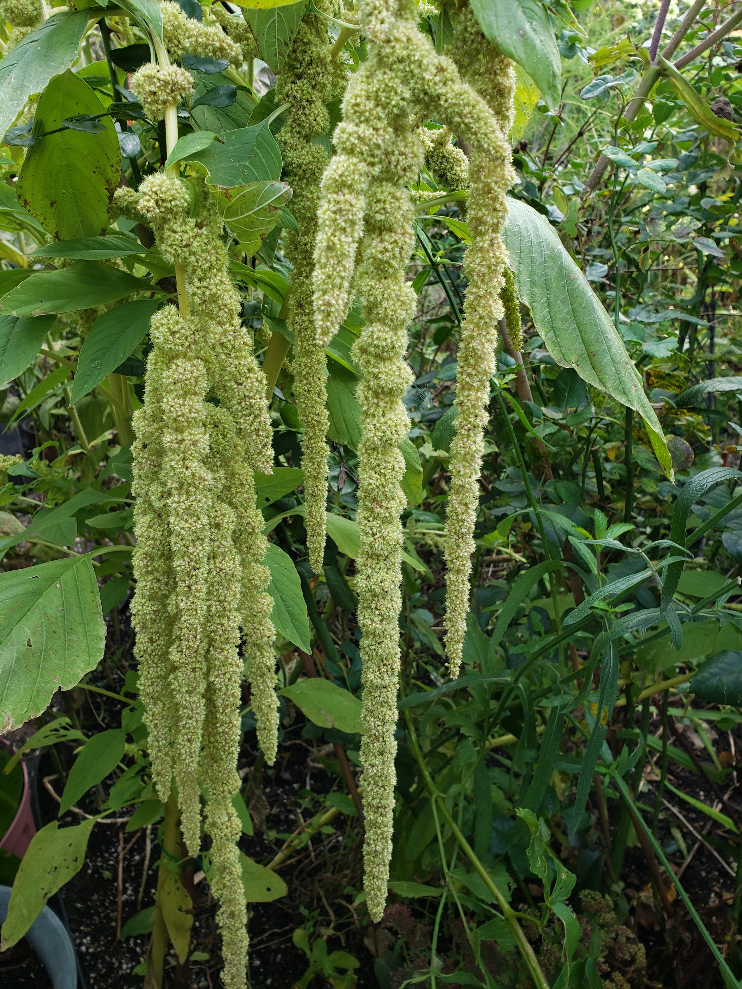＊蘭はむ＊ Amaranthus- Lime Green - 50 seeds | Hana Earth Gardens