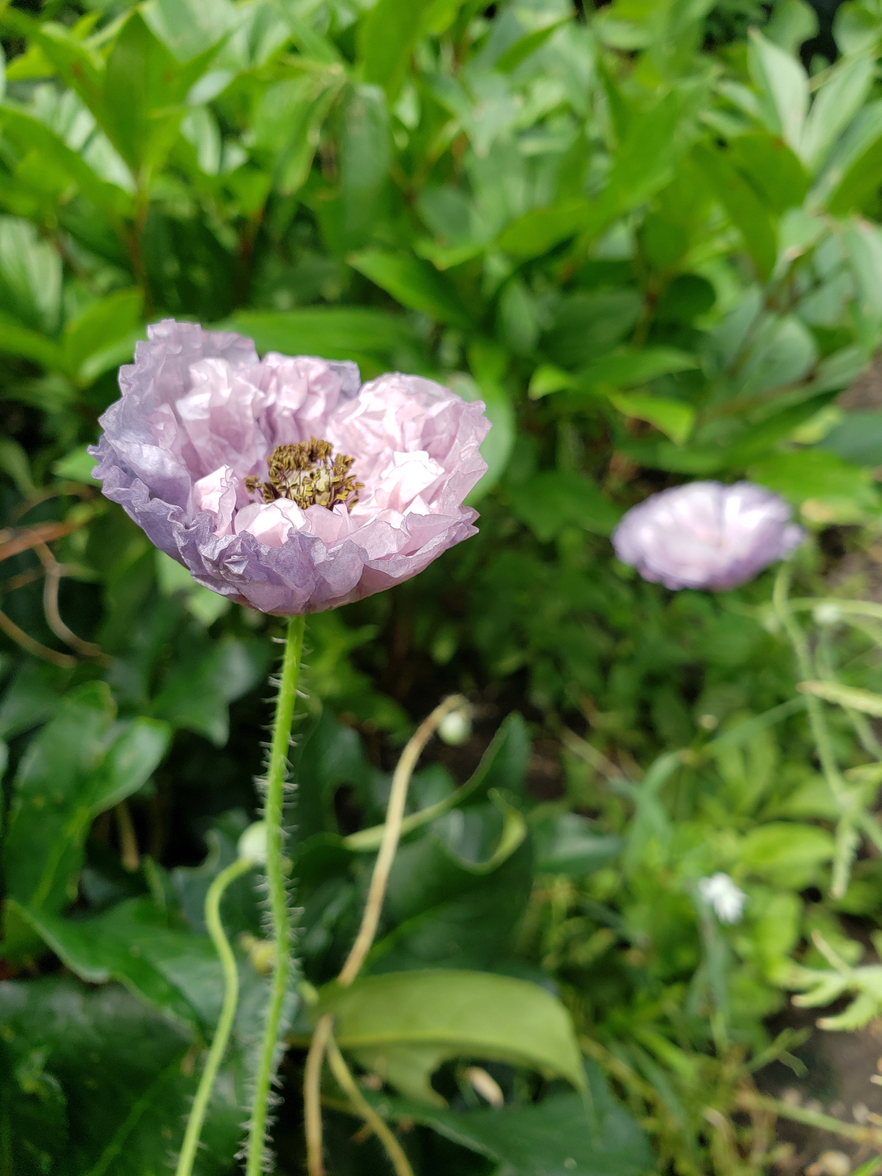 Poppy (Papaver rhoeas)-Amazing Grey - 30 seeds | Hana Earth Gardens