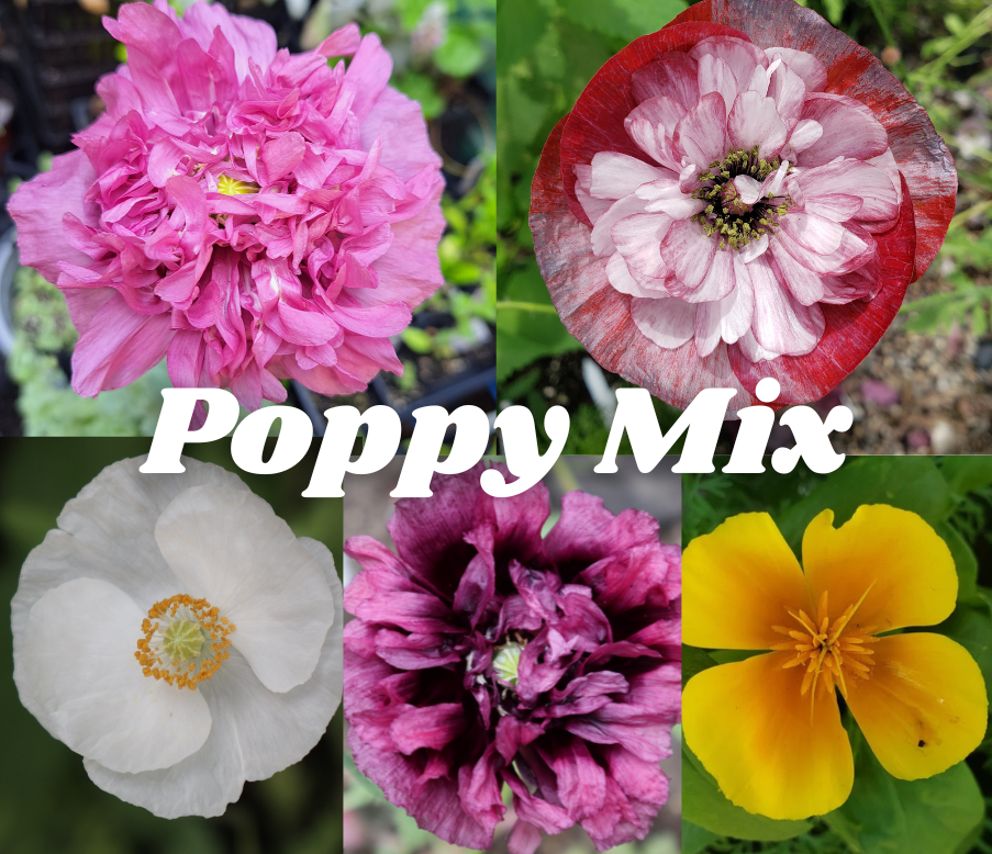 Poppy Mix | Hana Earth Gardens