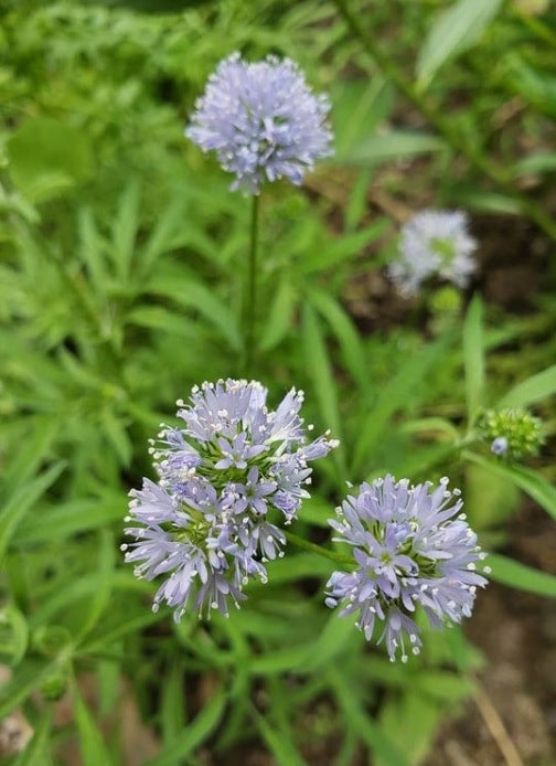 sabbatical⭐︎GILIA Sabbatical｜GILIA