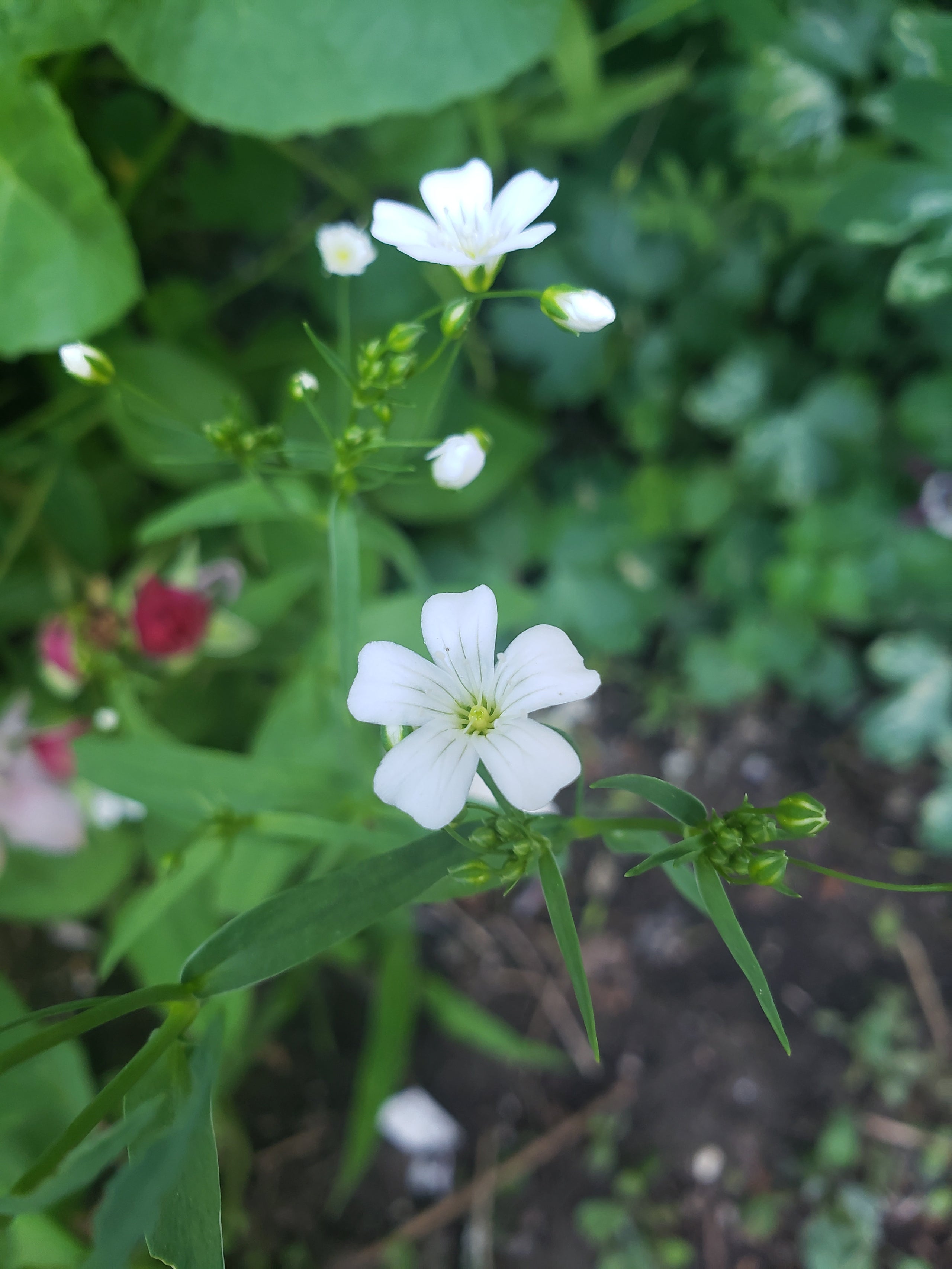 Gypsophila paniculata (Perennial Baby's Breath) - 20 seeds