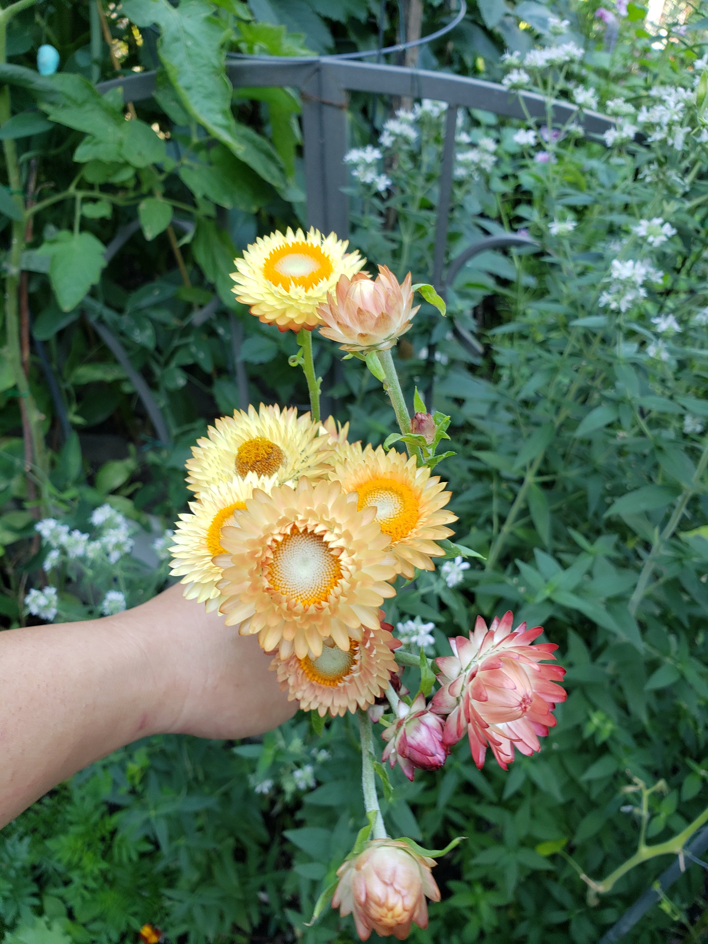 Swiss Giants Blend Strawflower Seeds