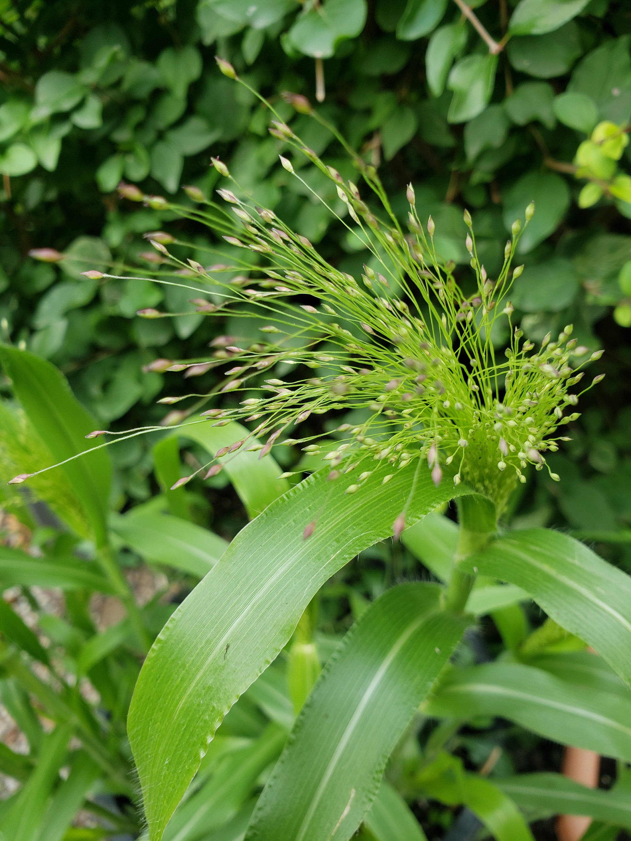 Grasses-Panicum elegans 'Sprinkles'/'Frosted Explosion' - 20 seeds ...