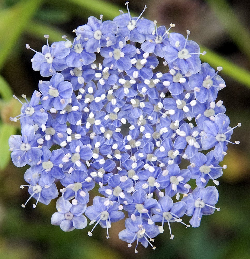 Lace Flower Seeds, Pink