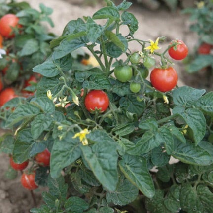 Tiny Tim Tomato Plant Container Size - Featured Image