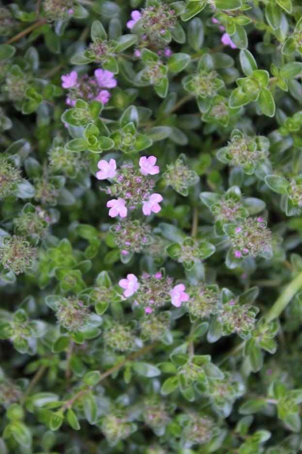 Thyme - Thymus